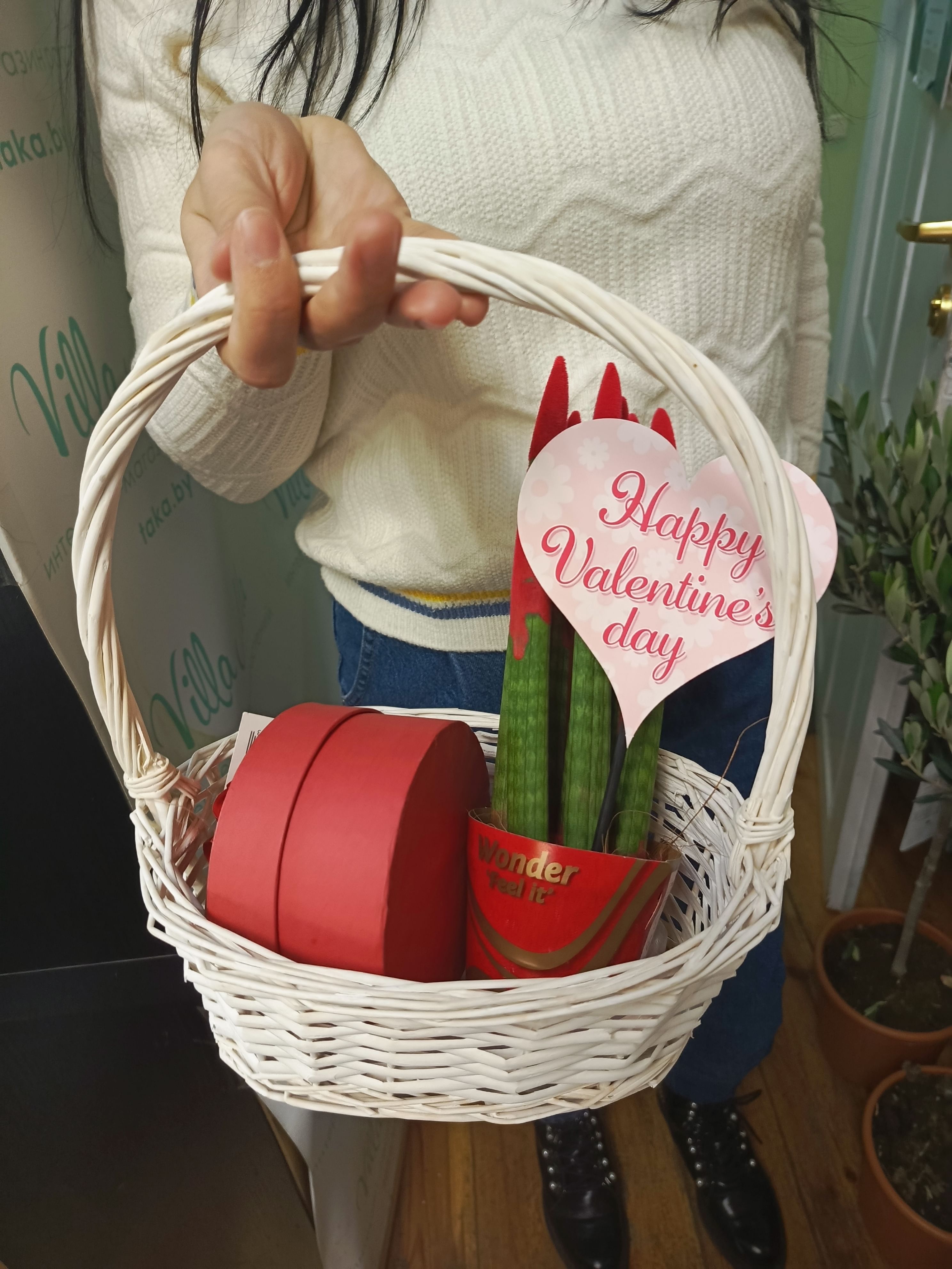 Сансевиерия Валентинка 14 февраля