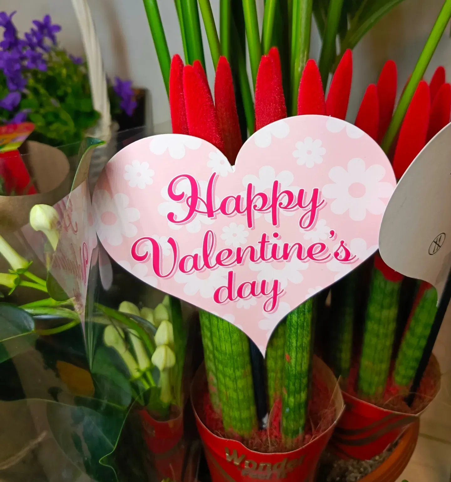 Сансевиерия Валентинка 14 февраля