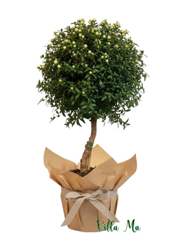 Мирт бонсай