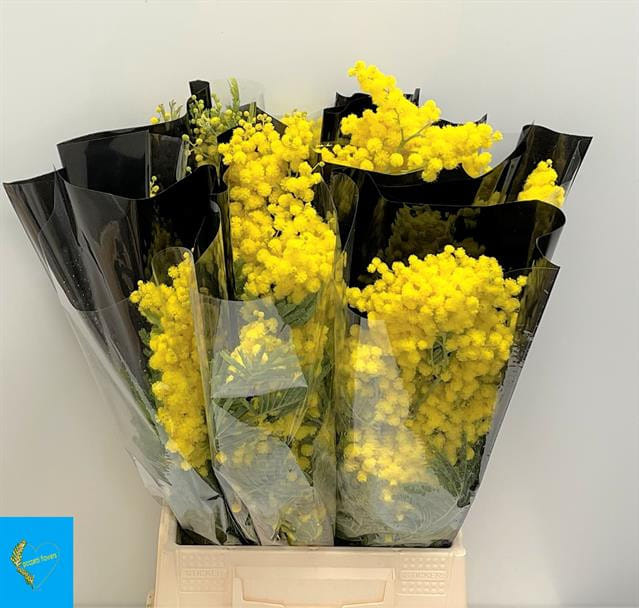 Мимоза итальянская БУКЕТ
