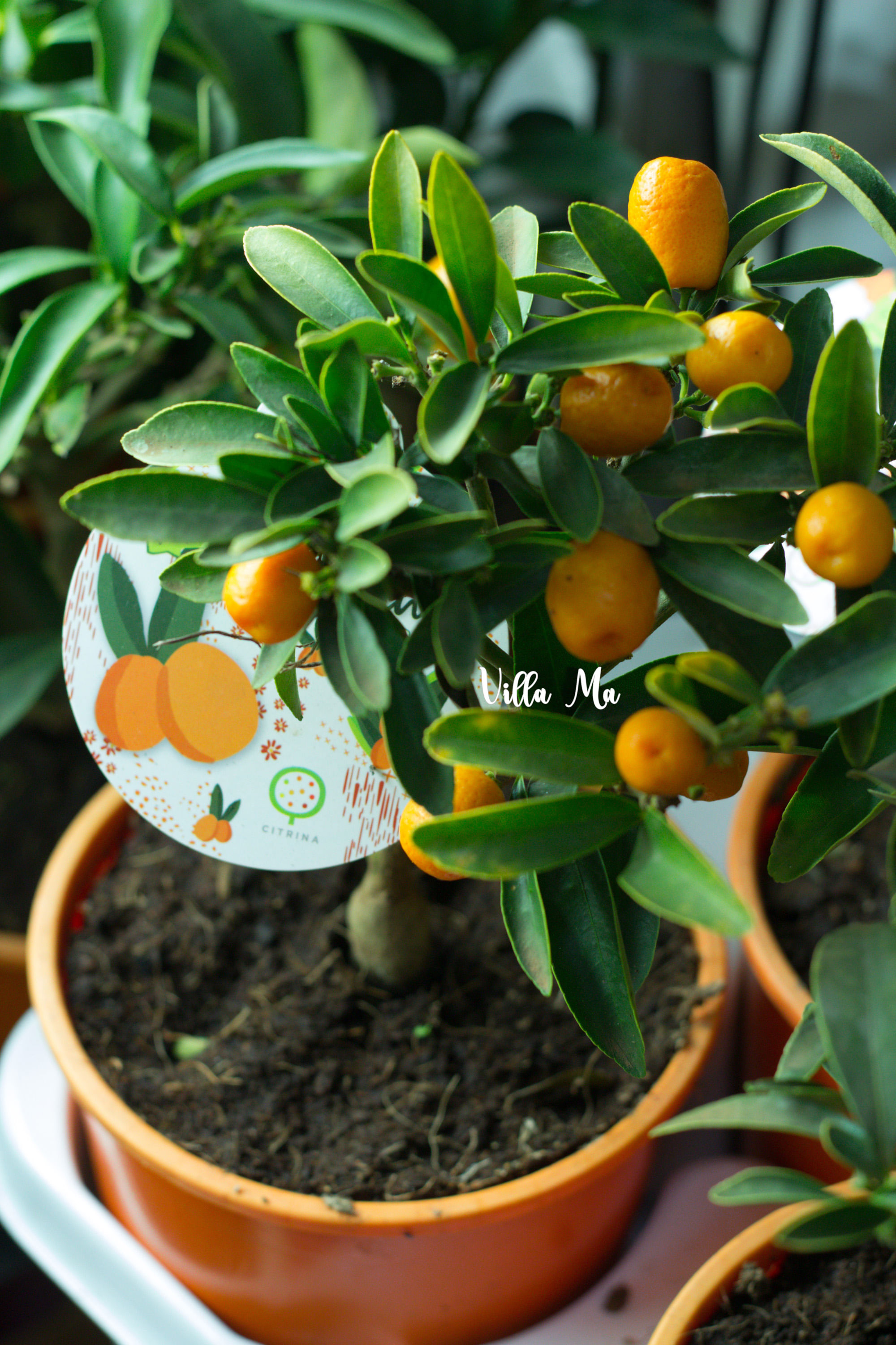 Кумкват Оша на штамбе