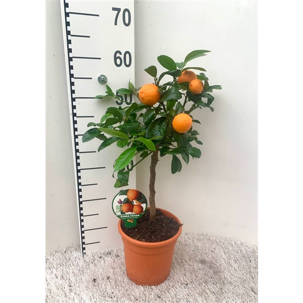 Лиметта росса/ Сладкий лайм