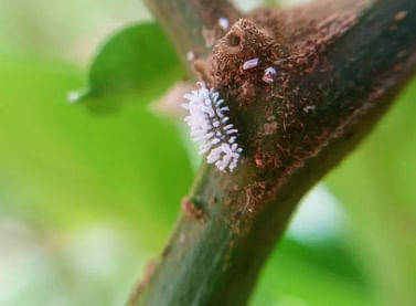 Биомайт КС от клеща и щитовки