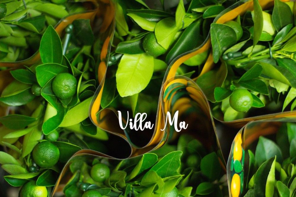 Каламондин мини-штамб