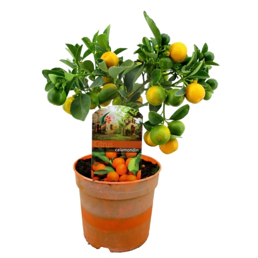 Каламондин мини-штамб