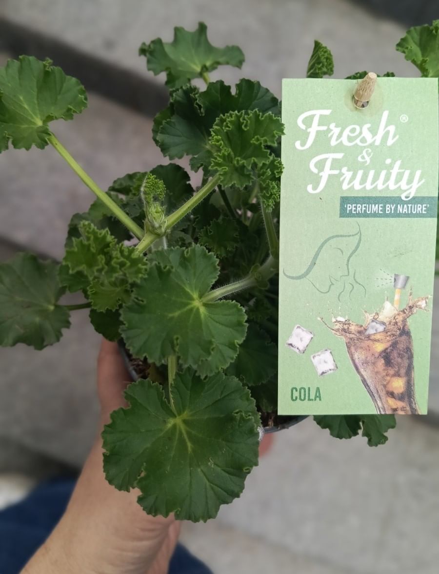 Пеларгония с ароматом Кока-Кола душистая