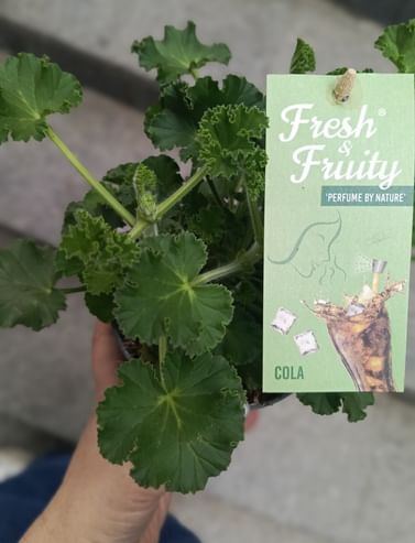 Пеларгония с ароматом Кока-Кола душистая