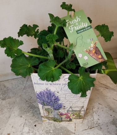 Пеларгония с ароматом Кока-Кола душистая