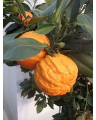 Померанец апельсин Каналикулата Померанец апельсин Каналикулата