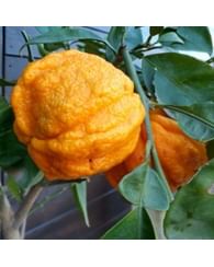 Померанец апельсин Каналикулата Померанец апельсин Каналикулата