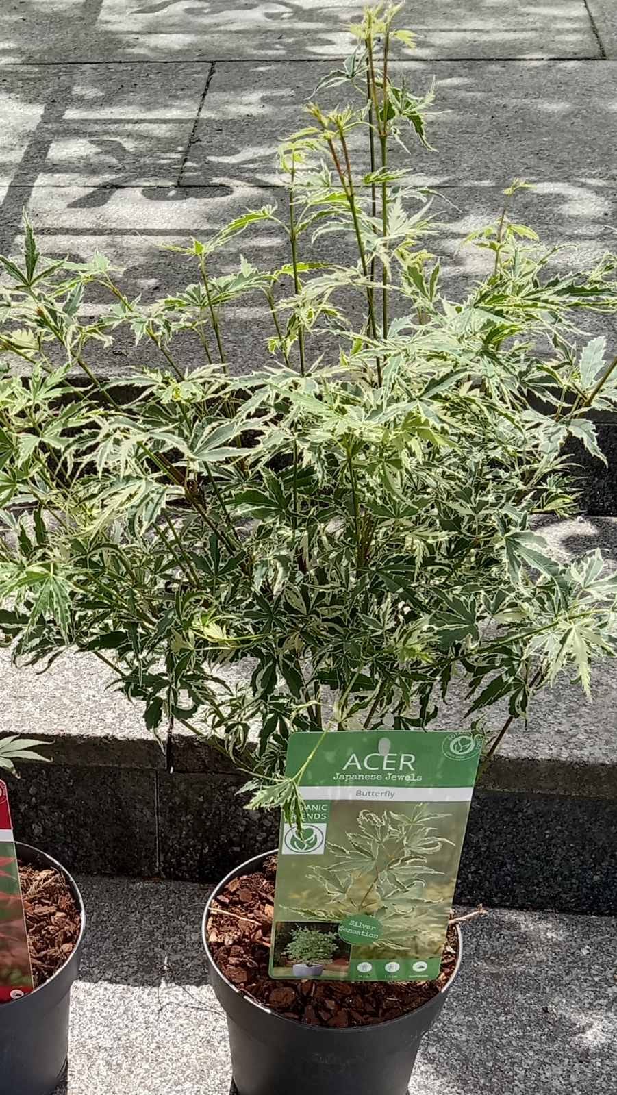 Клён японский вариегатный Баттерфляй клен садовый