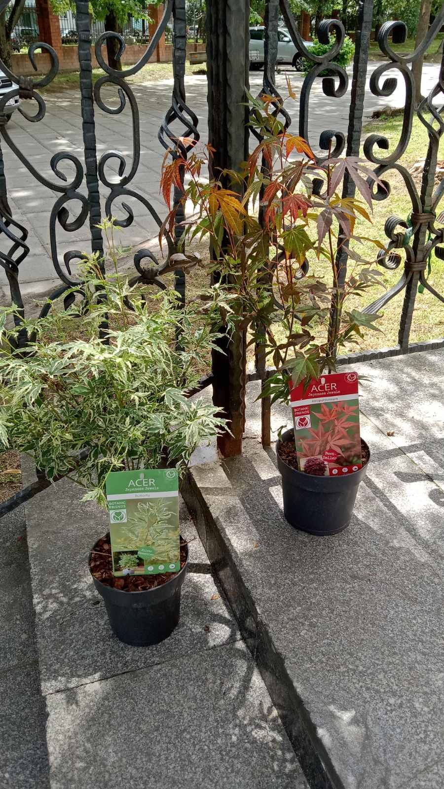 Клён японский вариегатный Баттерфляй клен садовый