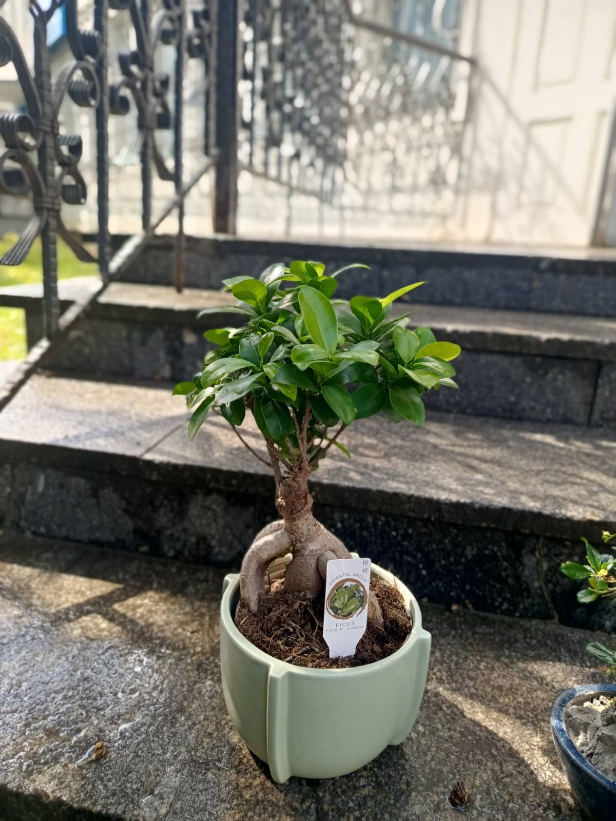 Бонсай Гинсенг в керамике