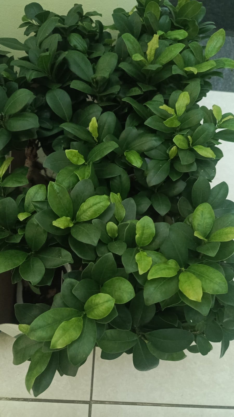 Бонсай Гинсенг в керамике