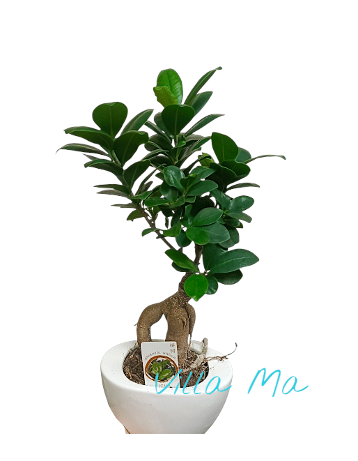 Бонсай Гинсенг в керамике