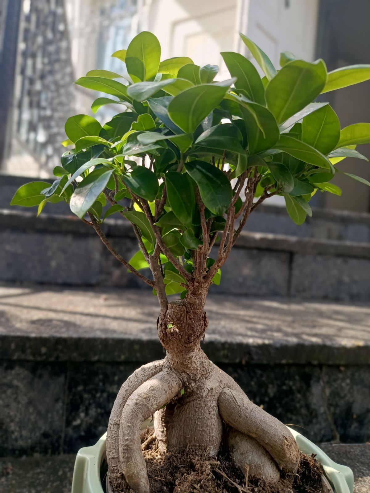 Бонсай Гинсенг в керамике