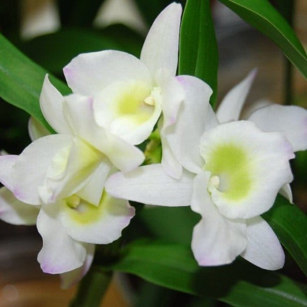 Дендробиум белый Snow White