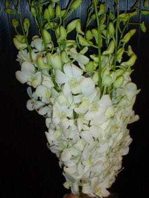 Дендробиум белый Snow White