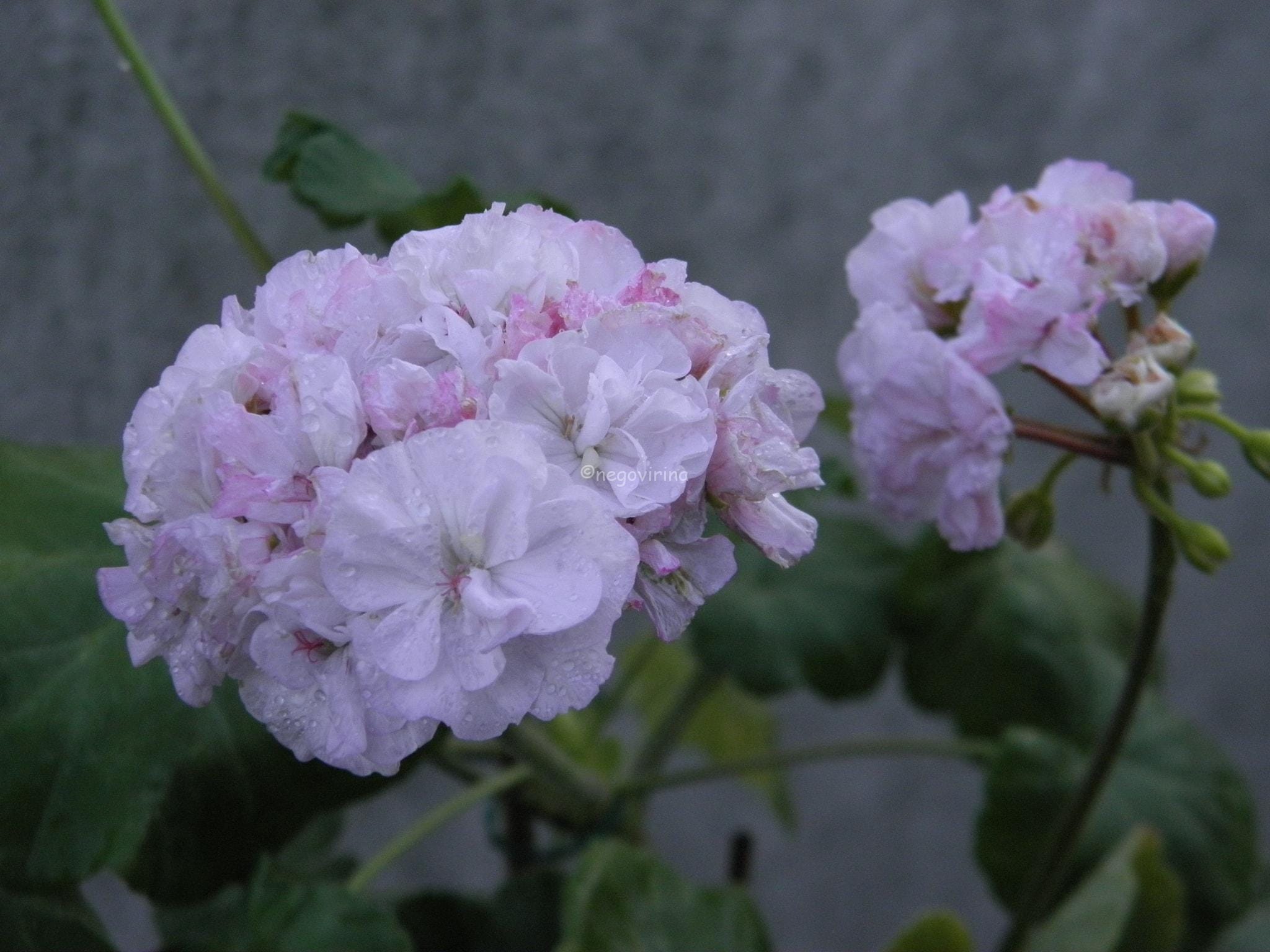 Пеларгония Pensby