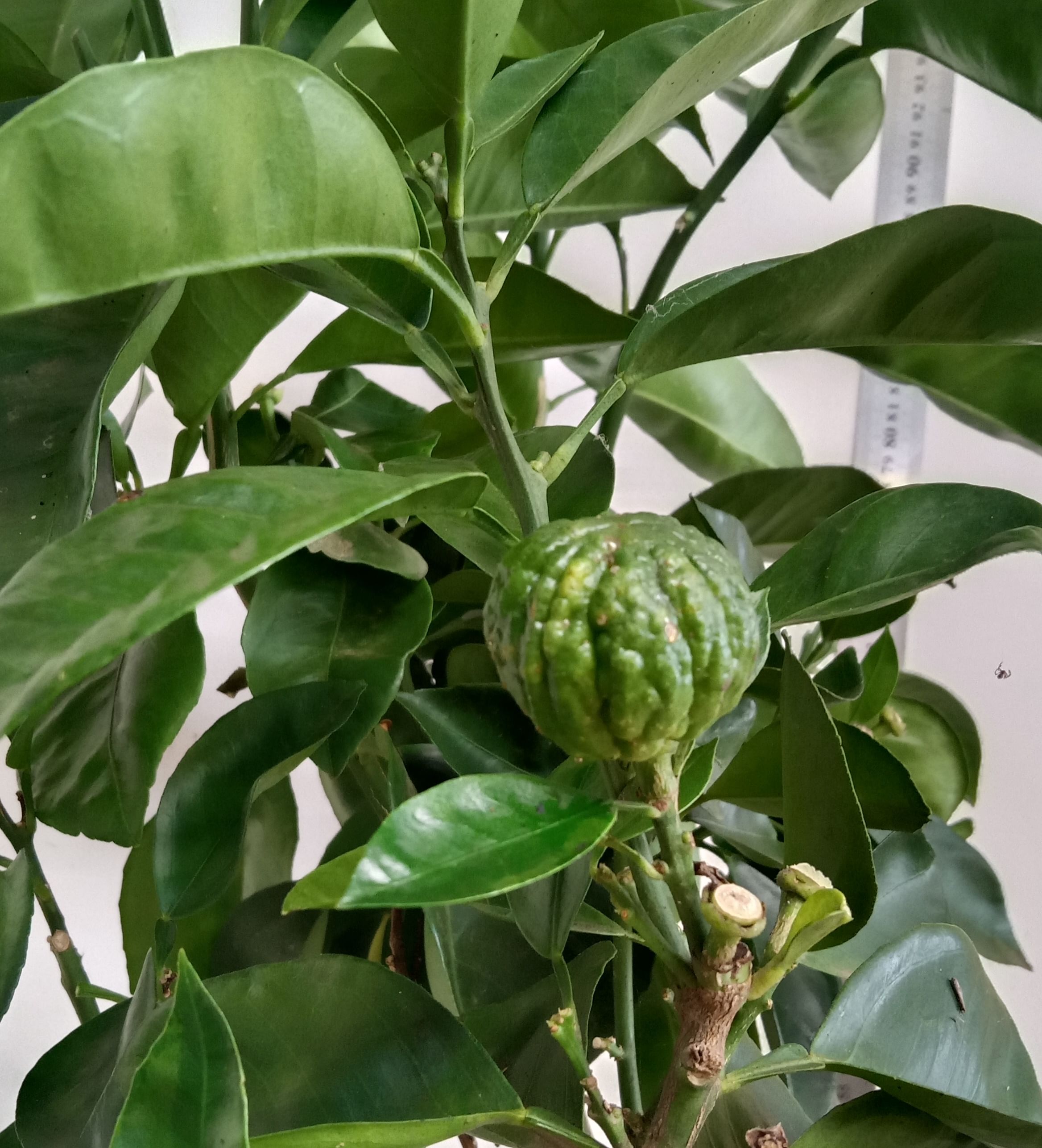 Кафрский лайм, каффир