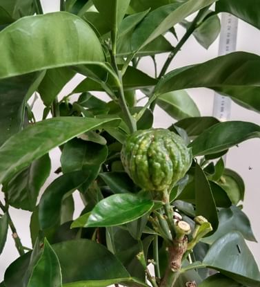 Кафрский лайм, каффир