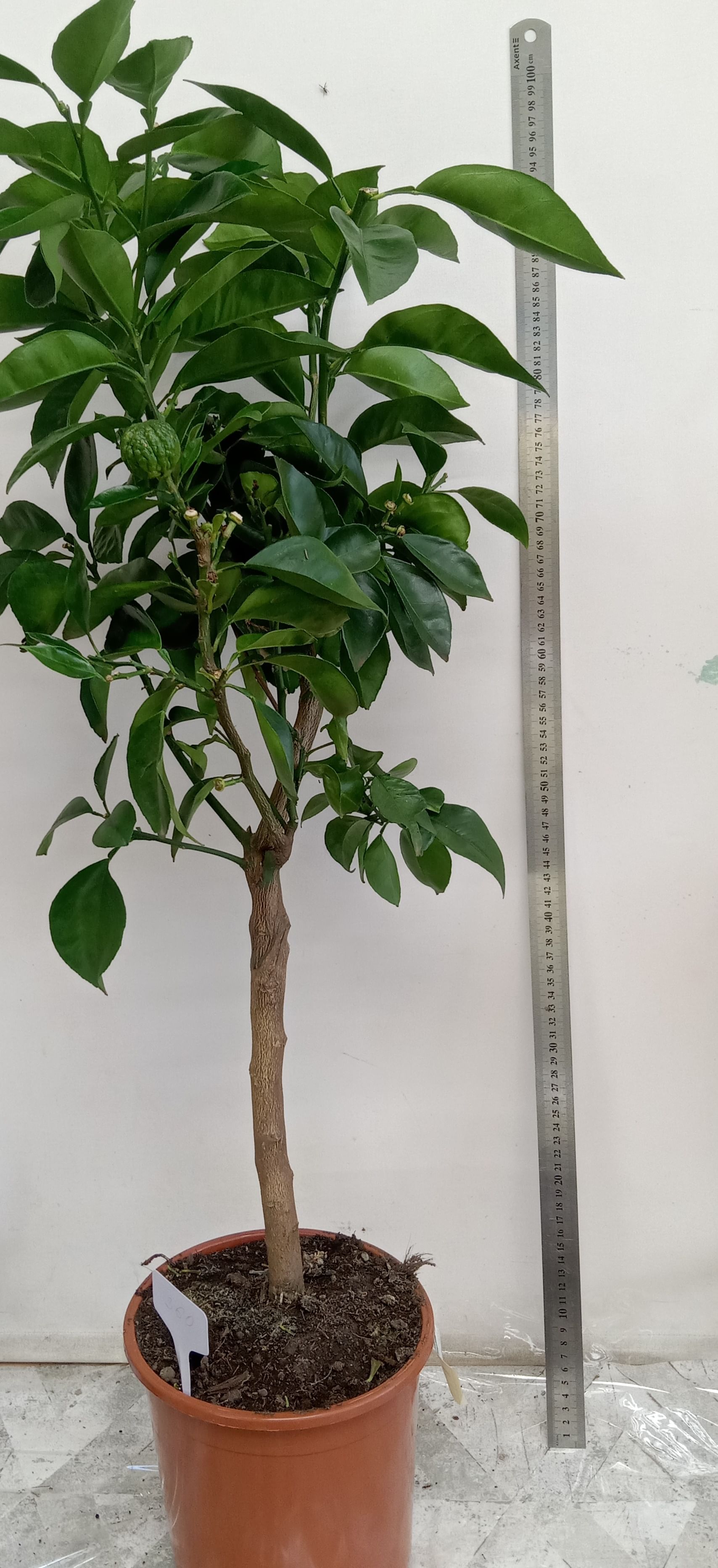 Кафрский лайм, каффир