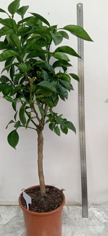 Кафрский лайм, каффир