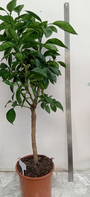 Кафрский лайм, каффир