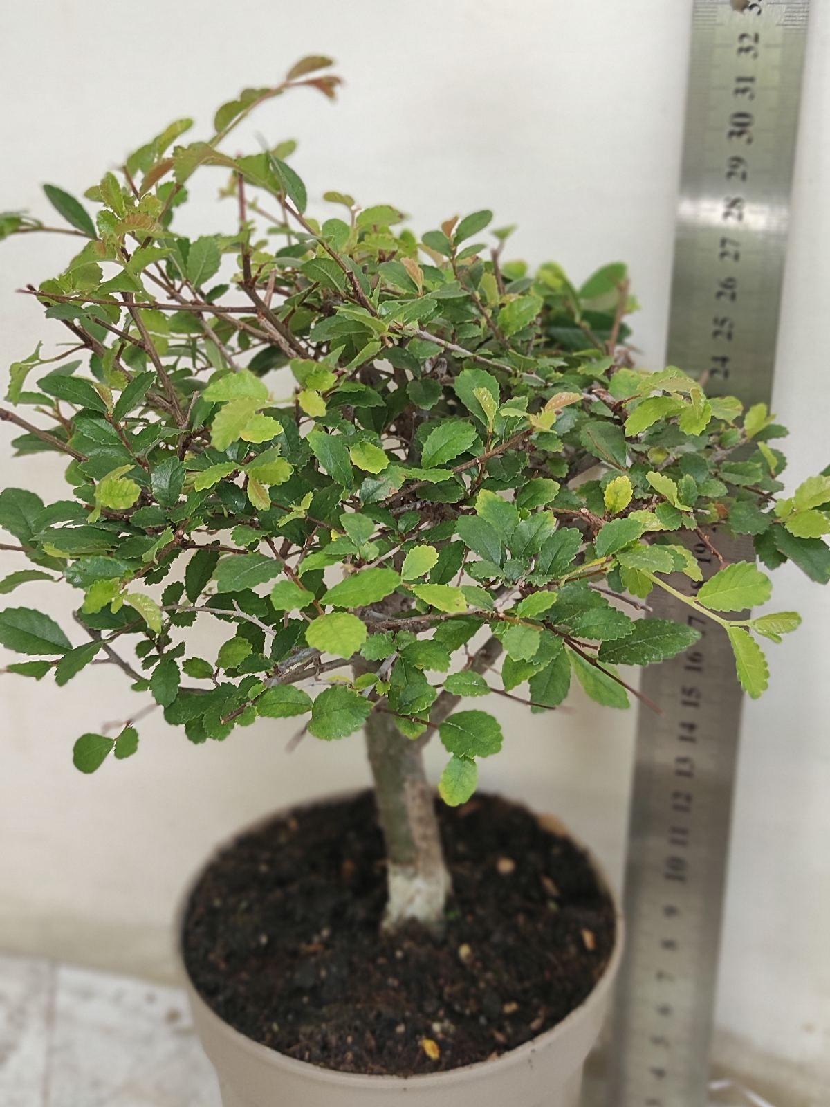 Бонсай в горшке