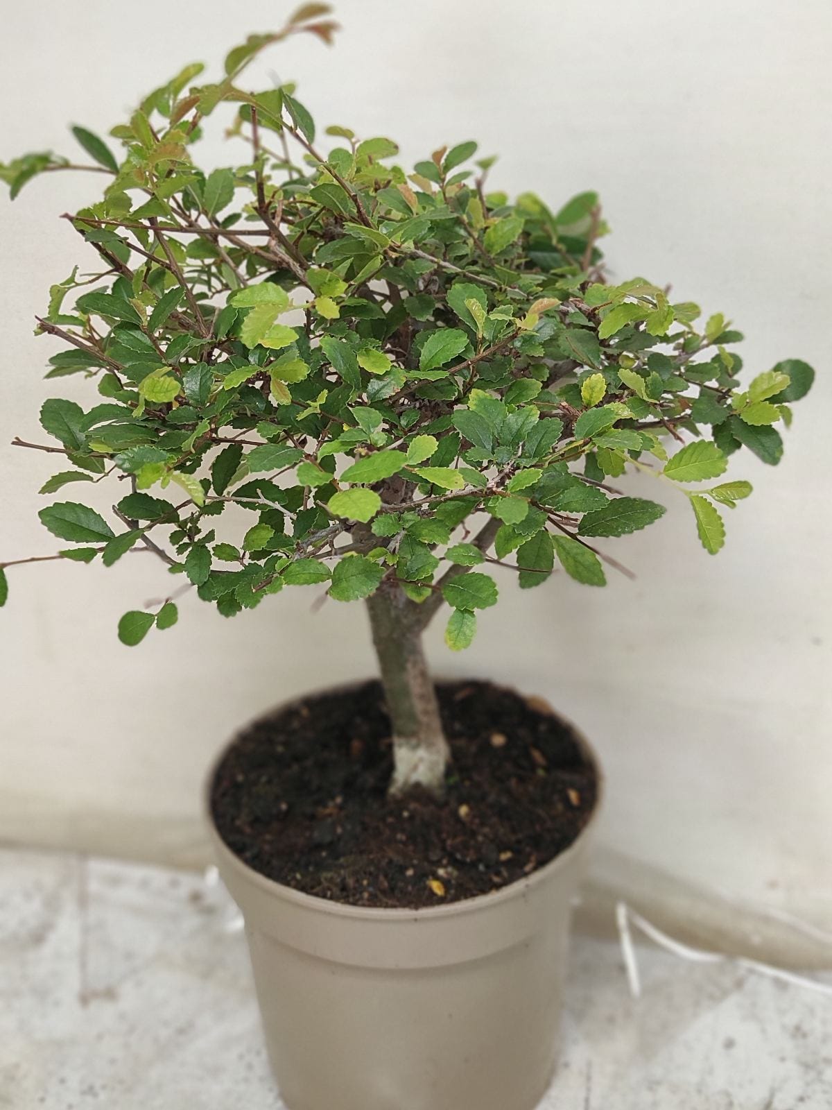 Бонсай в горшке