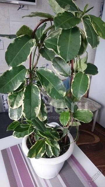 Стефанотис вариегатный