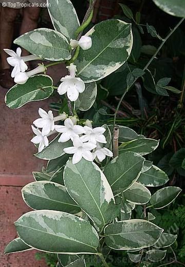 Стефанотис вариегатный