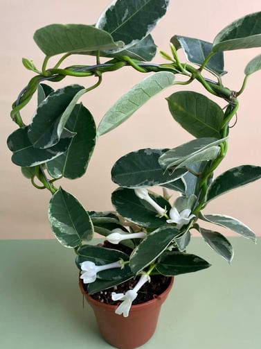 Стефанотис вариегатный