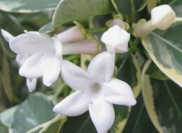 Стефанотис вариегатный