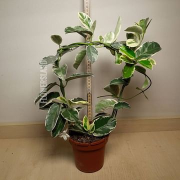 Стефанотис вариегатный