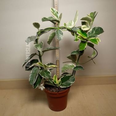 Стефанотис вариегатный