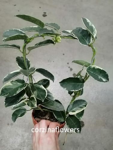 Стефанотис вариегатный