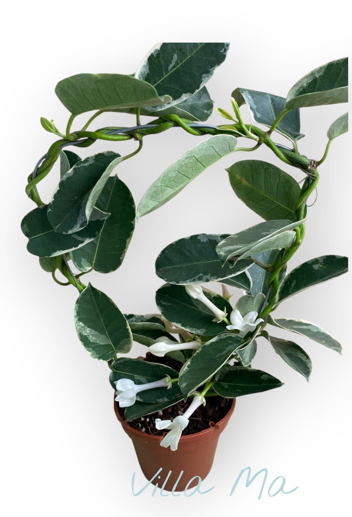 Стефанотис вариегатный Альпин