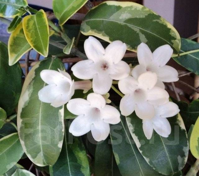 Стефанотис вариегатный Альпин