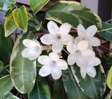 Стефанотис вариегатный