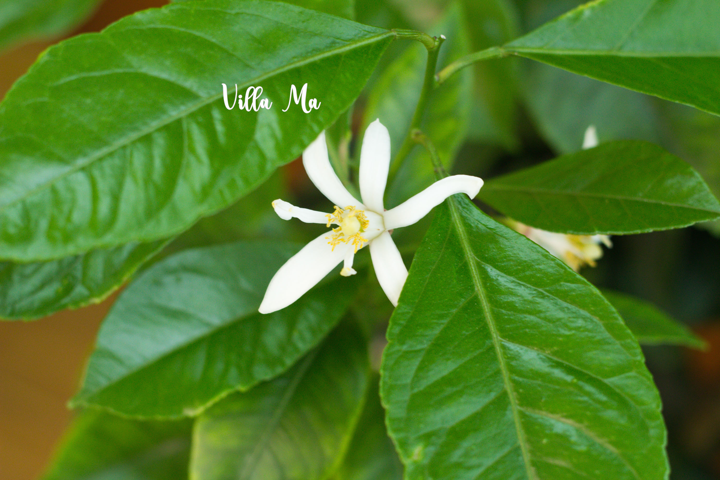 Лимон крупноплодный Миди 20 -21