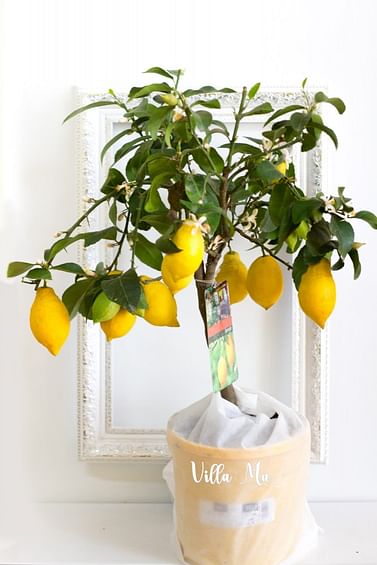 Лимон крупноплодный Миди 20 -21