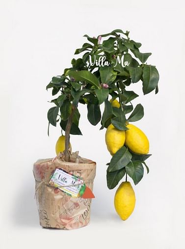 Лимон крупноплодный Миди 20 -21