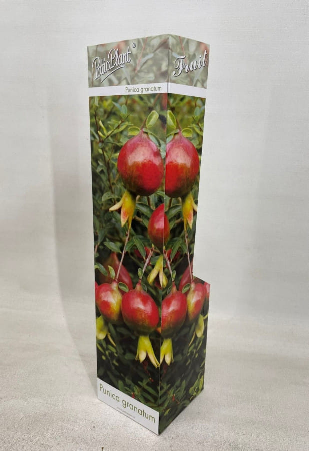 Гранат МИДИ на штамбе