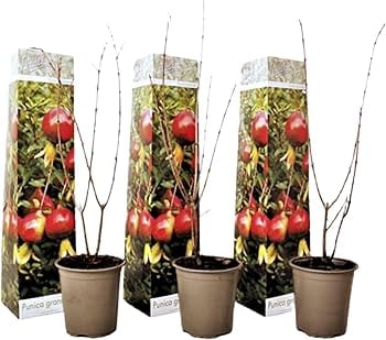 Гранат среднеплодный