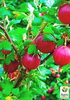 Гранат на штамбе среднеплодный