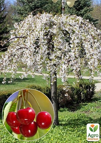 Гранат на штамбе среднеплодный