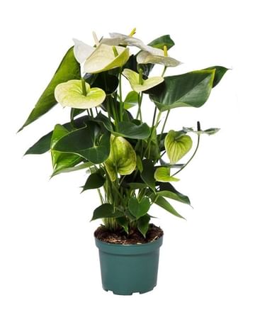 Антуриум белый Самора