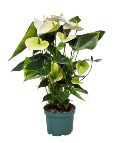 Антуриум белый Самора