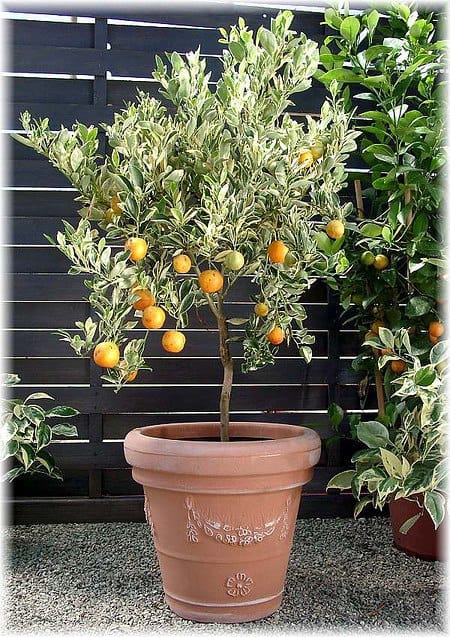 Каламондин вариегатный